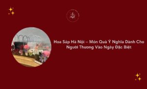 hoa sap ha noi