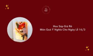 hoa sap gia re